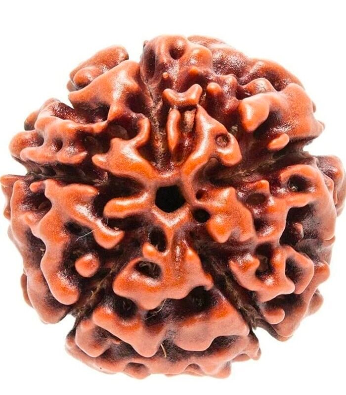 5 Mukhi Rudraksha (Five Faced) – Bead of Calmness, Discipline & Inner Growth (indo)