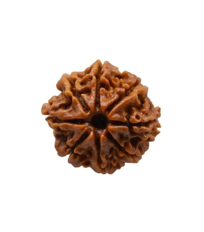 8 Mukhi Rudraksha (Eight Faced) – Bead of Wisdom, Clarity & Obstacle Removal (indo)