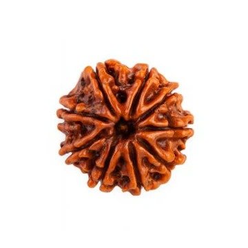 9 Mukhi Rudraksha (Nine Faced) – Symbol of Power, Courage & Inner Protection (indo)