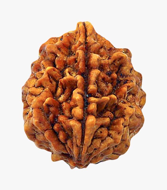 2 Mukhi Rudraksha (Two Faced) – Symbol of Unity, Harmony & Emotional Balance (indo)