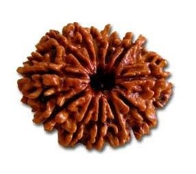 Nepali 12 Mukhi Rudraksha