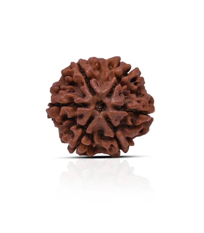 Nepali 6 Mukhi Rudraksha