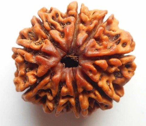 Nepali 9 Mukhi Rudraksha