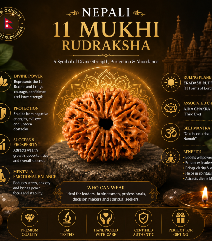 Nepali 11 Mukhi Rudraksha