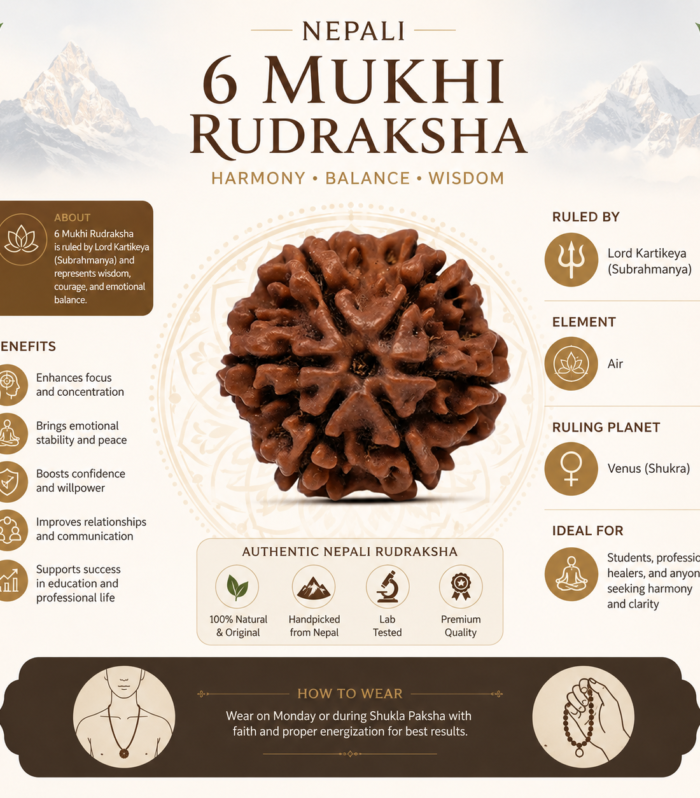Nepali 6 Mukhi Rudraksha