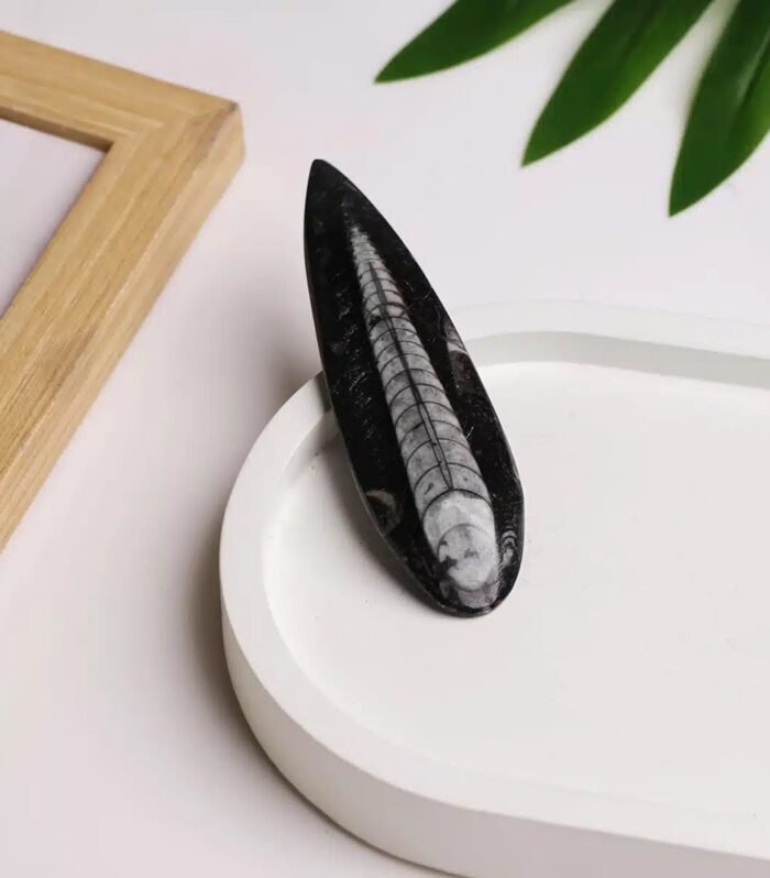 Kuber Stone (Orthoceras Fossil) | Vastu Stone for Wealth Growth, Stability & Protection